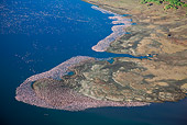 BRD 11 MH0041 01
Aerial View Of Lesser Flamingo Wading In Lake Bogoria Kenya