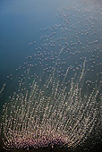 BRD 11 MH0042 01
Aerial View Of Lesser Flamingo Flying Over Lake Bogoria Kenya