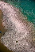 BRD 11 MH0043 01
Aerial View Of Lesser Flamingo Flying Over Lake Bogoria Kenya