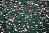 BRD 11 MH0044 01
Flock Of Lesser Flamingo Flying Over Lake Bogoria Kenya