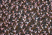 BRD 11 MH0045 01
Flock Of Lesser Flamingo Taking Off From Lake Bogoria Kenya