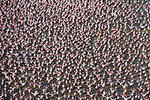 BRD 11 MH0046 01
Flock Of Lesser Flamingo Taking Off From Lake Bogoria Kenya