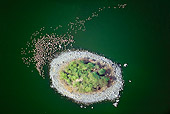 BRD 11 MH0047 01
Aerial View Of Lesser Flamingo Flying Over Island In Lake Bogoria Kenya