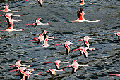 BRD 11 MH0048 01
Flock Of Lesser Flamingo Flying Over Lake Bogoria Kenya