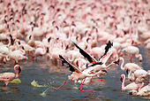 BRD 11 MH0049 01
Flock Of Lesser Flamingo Wading In Lake Bogoria Kenya