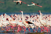 BRD 11 MH0050 01
Flock Of Lesser Flamingo Wading In Lake Bogoria Kenya