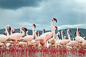 BRD 11 MH0051 01
Flock Of Lesser Flamingo Wading In Lake Bogoria Kenya