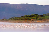 BRD 11 MH0052 01
Flock Of Lesser Flamingo Wading In Lake Bogoria Kenya