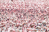 BRD 11 MH0054 01
Flock Of Lesser Flamingo Wading In Lake Bogoria Kenya