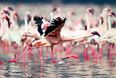 BRD 11 MH0055 01
Lesser Flamingo Taking Off Near Flock Lake Bogoria Kenya