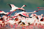 BRD 11 MH0056 01
Lesser Flamingos Taking Off Near Flock Lake Bogoria Kenya
