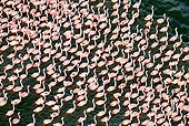 BRD 11 MH0060 01
Flock Of Lesser Flamingo Wading In Lake Bogoria Kenya