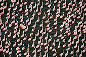 BRD 11 MH0061 01
Flock Of Lesser Flamingo Wading In Lake Bogoria Kenya