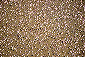 BRD 11 MH0062 01
Aerial View Of Lesser Flamingo Wading In Lake Bogoria Kenya