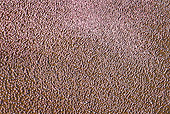 BRD 11 MH0063 01
Aerial View Of Lesser Flamingo Wading In Lake Bogoria Kenya