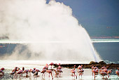 BRD 11 MH0064 01
Lesser Flamingo Wading Near Geyser In Lake Bogoria Kenya