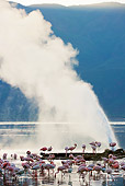 BRD 11 MH0065 01
Lesser Flamingo Wading Near Geyser In Lake Bogoria Kenya