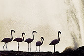 BRD 11 MH0066 01
Silhouette Of Lesser Flamingo Standing Near Geyser In Lake Bogoria Kenya