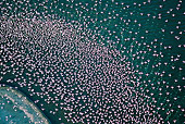 BRD 11 MH0067 01
Aerial View Of Lesser Flamingos Flying Over Lake Baringo, Kenya