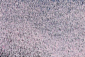 BRD 11 MH0068 01
Aerial View Of Lesser Flamingos In Lake Baringo, Kenya