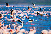 BRD 11 MH0069 01
Lesser Flamingos Taking Off From Lake Bogoria, Kenya