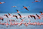 BRD 11 MH0070 01
Lesser Flamingos Taking Off From Lake Bogoria, Kenya