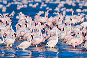 BRD 11 MH0071 01
Flock Of Lesser Flamingos Wading In Lake Bogoria, Kenya