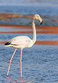 BRD 11 WF0001 01
Young Greater Flamingo Standing In Shallow Water