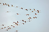 BRD 11 WF0002 01
Flock Of Greater Flamingo Flying In Formation