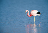 BRD 11 WF0003 01
Andean Flamingo Wading In Lagoon Bolivia