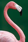 BRD 11 GR0001 01
Head Shot Of Flamingo