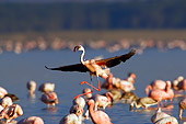 BRD 11 JZ0001 01
Flamingo Landing On Marsh Among Flock Kenya