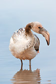 BRD 11 NE0001 01
Juvenile American Flamingo Standing In Water