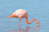 BRD 11 NE0002 01
American Flamingo Standing In Water Feeding