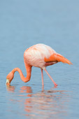 BRD 11 NE0003 01
American Flamingo Standing In Water Feeding