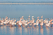 BRD 11 NE0004 01
Flock Of American Flamingos Standing In Water