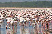 BRD 11 NE0005 01
Flock Of American Flamingos Standing In Water