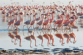 BRD 11 NE0006 01
Flock Of American Flamingos Wading In Water