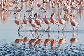 BRD 11 NE0007 01
Flock Of American Flamingos Wading In Water