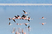 BRD 11 NE0009 01
Flock Of American Flamingos Flying Over Water
