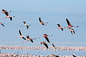 BRD 11 NE0010 01
Flock Of American Flamingos Flying Over Water