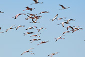 BRD 11 NE0011 01
Flock Of American Flamingos Flying