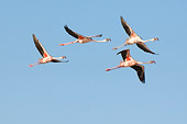 BRD 11 NE0012 01
Four American Flamingos Flying