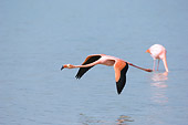 BRD 11 NE0013 01
American Flamingo Flying Over Water