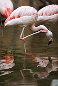BRD 11 RK0001 01
A Flock Of Flamingoes In Water