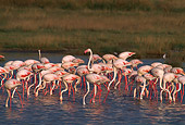 BRD 11 TL0001 01
Flock Of Flamingoes Feeding In Shallow Water