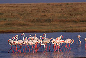 BRD 11 TL0002 01
Flock Of Flamingoes Standing In Shallow Water