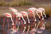 BRD 11 TL0003 01
Row Of Flamingoes Feeding In Shallow Water