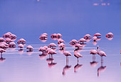 BRD 11 TL0005 01
Flock Of Flamingoes Resting And Feeding In Shallow Water