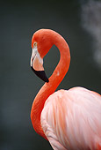 BRD 11 TL0006 01
Portrait Profile Of Flamingo With Dark Background